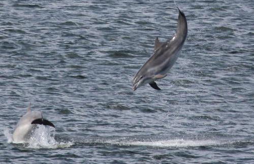 Lighthouse Cottage With Hottub - Foto 8