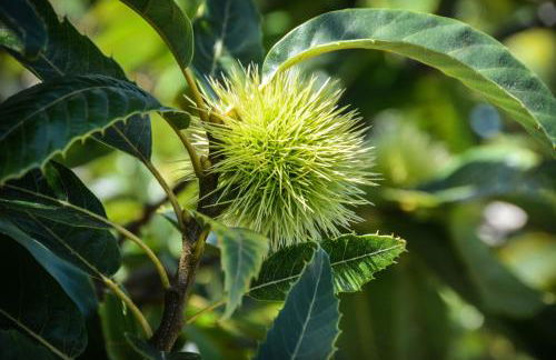 Quinta dos Frutos - Foto 7