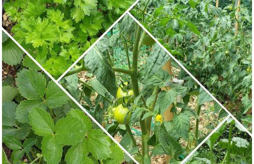 IDIS Holiday Home - Foto 28