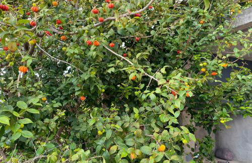 CASA DA PITANGA - Foto 23