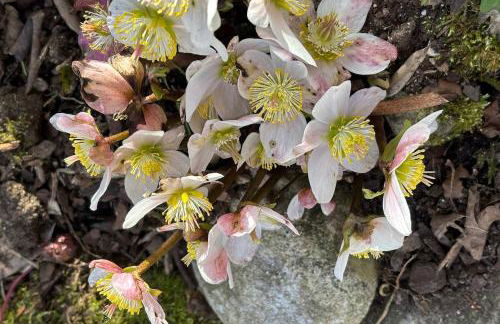 Rosenhäusl - Foto 15