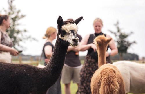 Ferienwohnung Sternenzelt Alpakas - Natur & Tiere hautnah erleben - Foto 44