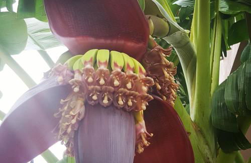 Helen of Troy House - Foto 78