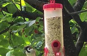 Happy Sparrow - Foto 43