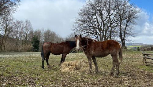 Agriturismo Ca' Belluccio - Foto 4