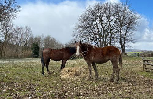 Agriturismo Ca' Belluccio - Foto 4