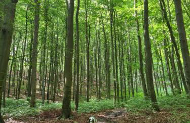 WIGWAM Dom z basenem na Kaszubach - Foto 19