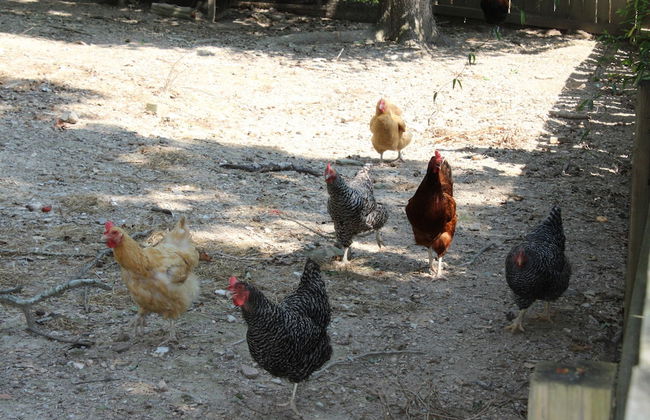 Shalom Chalet - Foto 21