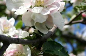 Ferienwohnung Apfelblüte - Photo 23