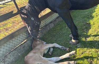 Koperkowe Rancho Beskid Wyspowy Domek Małopolskie KAMIONNA - Foto 12