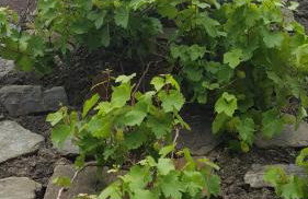 Apartment an der Mosel 1 - Foto 44