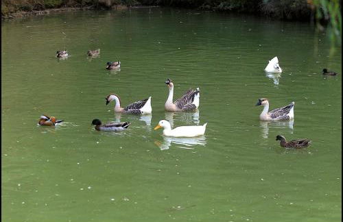 Agriturismo Poggio Degli Olivi - Guest House - Foto 126