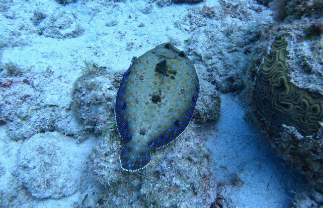 PADI Open Water Diving Course - Foto 5