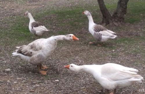 El Ventorrillo la alegría - Photo 27