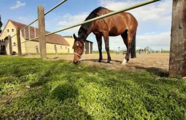Stajnia Tarnowo Pałuckie - Foto 2