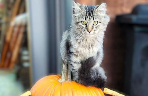 Arrowhead Country Cabins - Foto 6