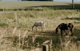 Pärchen Auszeit am Rande der Heide Tokajer Zimmer - Foto 35