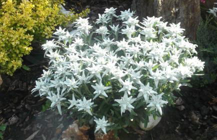 Residence Garnì Il Giglio - Photo 59