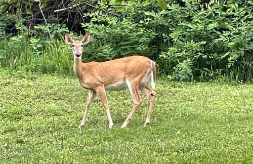 STAIRS OPTIONAL! Lakefront! Pool! On Water! Convenient Fishing! - Photo 39
