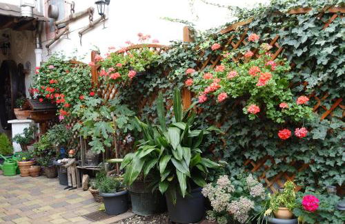 Phönix aus der Asche - Foto 22