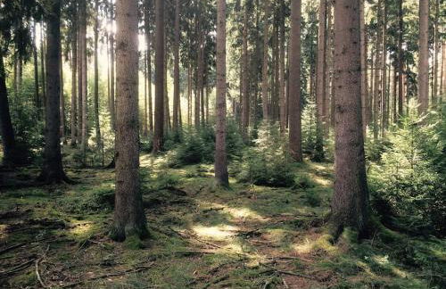 Auszeit auf dem Land im Forsthaus Hohe Heide - Foto 31