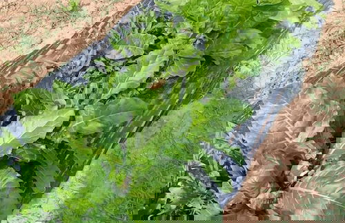 La Piana degli Ulivi - Foto 45