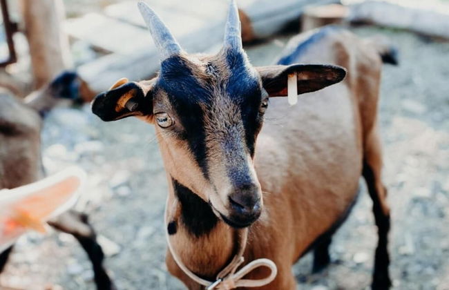 Azienda Agricola Saint Hubert - Foto 35