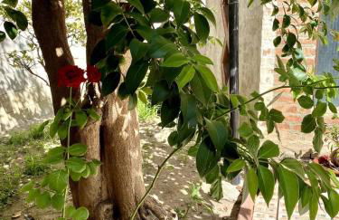 Il Giardino Segreto - Foto 16