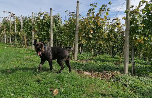 Rural house above the forest - Foto 24
