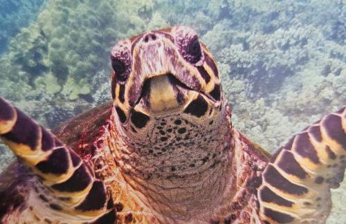 Comfort Location Reasonable Price 2 blocks 2 the beach - Foto 15