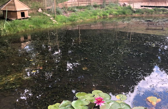 Cottage With Heated Indoor Pool Tennis Court- 2142 - Foto 19