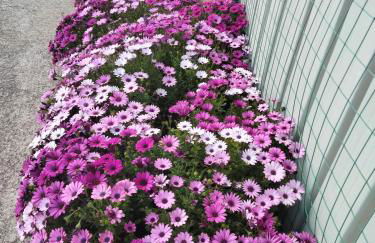 Flora house - Foto 38