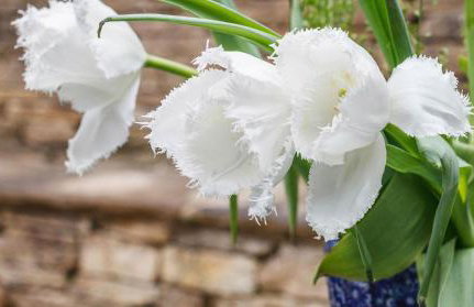 Bright & Beautiful Open Plan Coach House Painswick - Foto 36