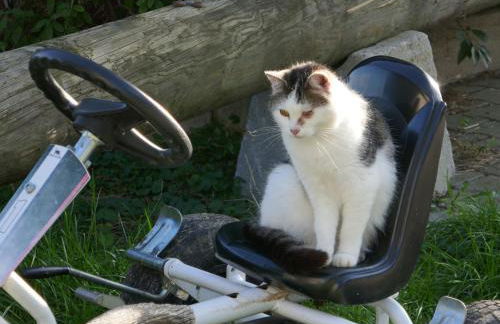 Schwaigerhof - Foto 10