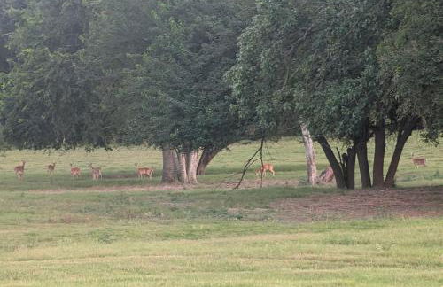 Gerrie's Place at Figment Ranch Foundation Animal Sanctuary near Round Top Texas - Foto 19