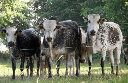 Komfortable Ferienwohnung "Vier Linden", ruhige dörfliche Lage, 20 min zur Küste - Foto 20