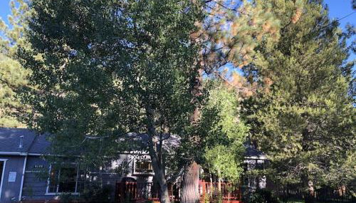 Tahoe Cottage perfect for couples and outdoor enthusiasts - Photo 2, Garden view