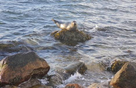 Ferienhaus Karlsminde - Foto 31