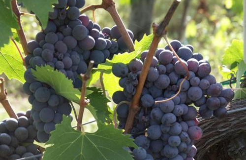 APPARTAMENTO ELENA - Foto 28