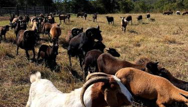 Cozy Farmhouse near Mammoth Cave on 45 acre farm - Foto 4