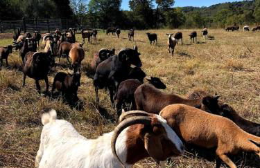 Cozy Farmhouse near Mammoth Cave on 45 acre farm - Foto 4
