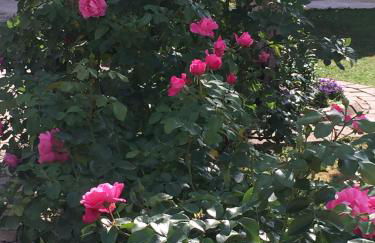 Rose Garden Studio - Foto 15