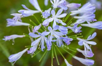 CHALÉ DOS ALPES VERDES - Foto 6