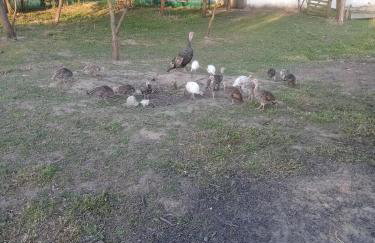 Gospodarstwo agroturystyczne - Foto 16