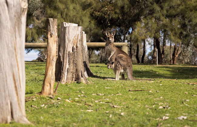 Reflections Grabine Lakeside - Holiday Park - Foto 40