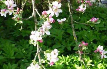 Apfelbluete und Paradies - Foto 19