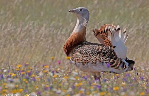 Abetarda CC - Foto 59