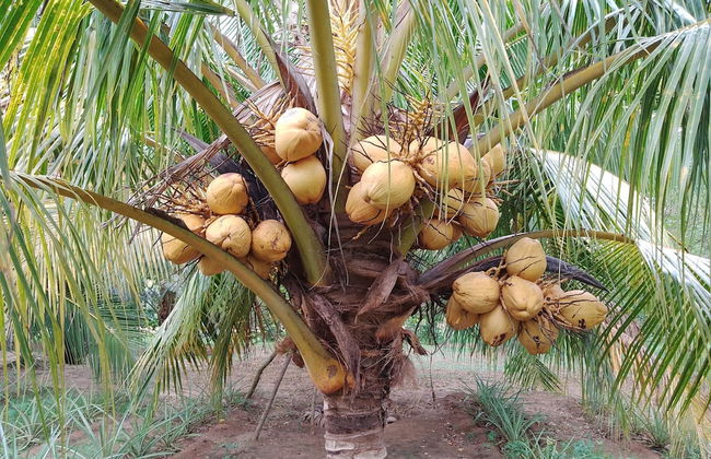Kalimetiya Beach Cabana Near Beach 4 Minutes Walk - Photo 20