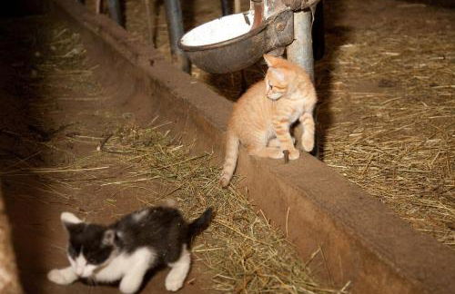 Ansitz Zehentner - Foto 36