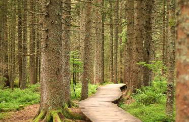 Gemütliches Ferienreihenhaus mit Holzkamin im Schwarzwald - Foto 23
